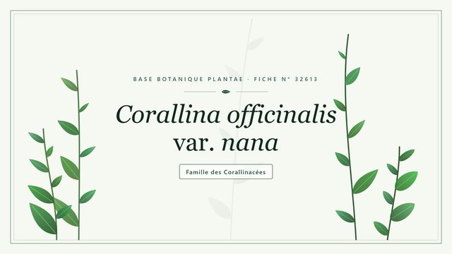 Corallina officinalis var. nana Planche botanique stylisée de Corallina officinalis var. nana, famille des Corallinacées