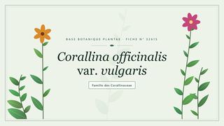 Planche botanique stylisée de Corallina officinalis var. vulgaris, famille des Corallinaceae