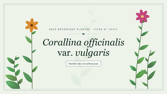 Corallina officinalis var. vulgaris Planche botanique stylisée de Corallina officinalis var. vulgaris, famille des Corallinaceae