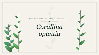Planche botanique stylisée de Corallina opuntia