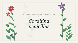 Planche botanique stylisée de Corallina penicillus