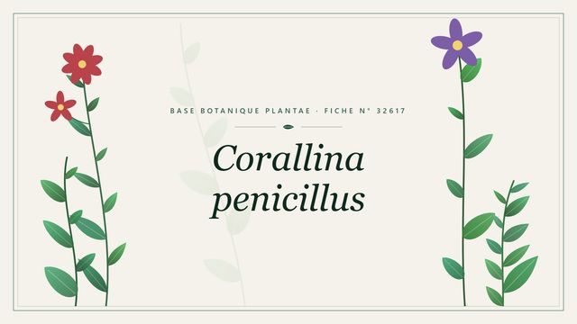 Corallina penicillus : fiche descriptive et taxonomie Planche botanique stylisée de Corallina penicillus