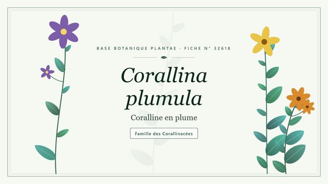 Corallina plumula : l'essentiel Planche botanique stylisée de Corallina plumula (Coralline en plume), famille des Corallinacées
