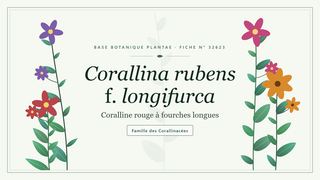 Planche botanique stylisée de Corallina rubens f. longifurca (Coralline rouge à fourches longues), famille des Corallinacées