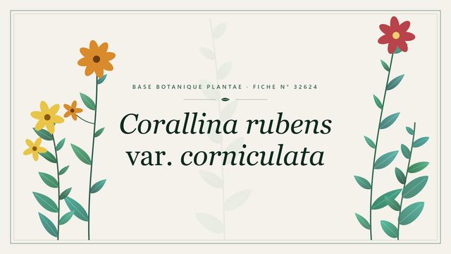 Corallina rubens var. corniculata : fiche descriptive et taxonomie Planche botanique stylisée de Corallina rubens var. corniculata