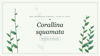Planche botanique stylisée de Corallina squamata, famille des Corallinacées