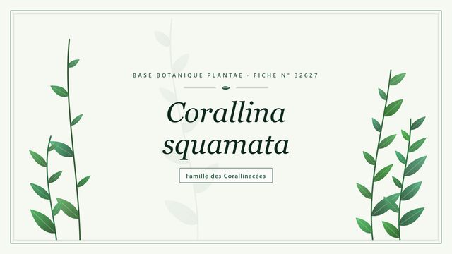 Corallina squamata : la coralline écailleuse des rochers Planche botanique stylisée de Corallina squamata, famille des Corallinacées