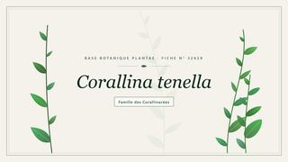 Planche botanique stylisée de Corallina tenella, famille des Corallinacées