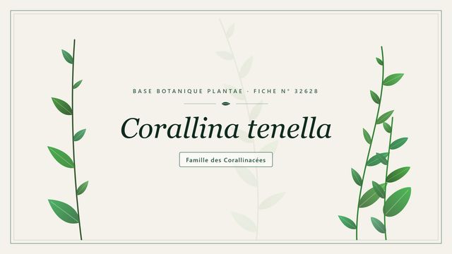 Corallina tenella, algue rouge calcaire de petite taille Planche botanique stylisée de Corallina tenella, famille des Corallinacées