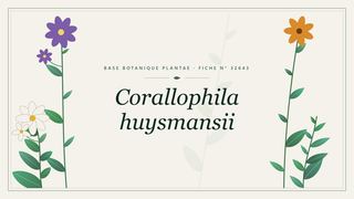 Planche botanique stylisée de Corallophila huysmansii