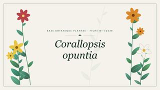 Planche botanique stylisée de Corallopsis opuntia