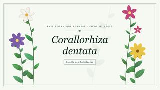 Planche botanique stylisée de Corallorhiza dentata, famille des Orchidacées