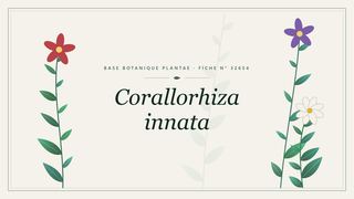 Planche botanique stylisée de Corallorhiza innata