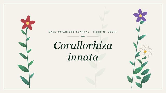 Corallorhiza innata : fiche descriptive et taxonomie Planche botanique stylisée de Corallorhiza innata
