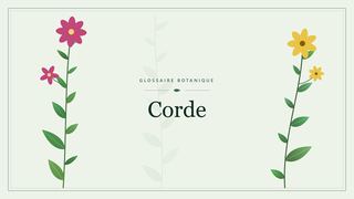 Illustration botanique stylisée du terme « Corde » du glossaire