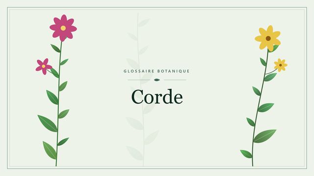 Corde (botanique) : l'essentiel Illustration botanique stylisée du terme « Corde » du glossaire
