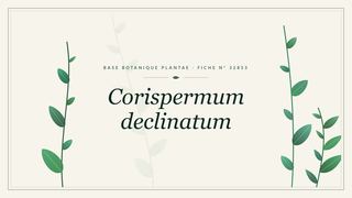 Planche botanique stylisée de Corispermum declinatum