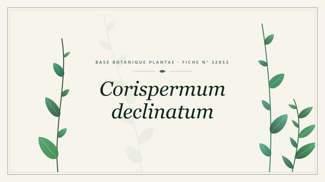 Corispermum declinatum : description, culture et usages ornementaux Planche botanique stylisée de Corispermum declinatum