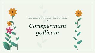 Planche botanique stylisée de Corispermum gallicum