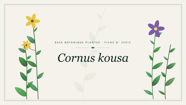 Cornus kousa : fiche descriptive et taxonomie Planche botanique stylisée de Cornus kousa