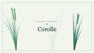 Illustration botanique stylisée du terme « Corolle » du glossaire