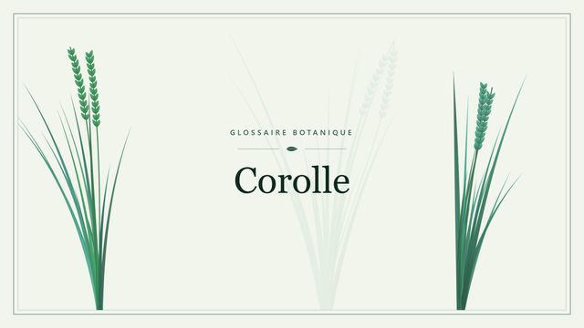 Définition de « corolle » en botanique Illustration botanique stylisée du terme « Corolle » du glossaire