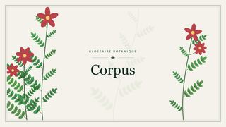 Illustration botanique stylisée du terme « Corpus » du glossaire