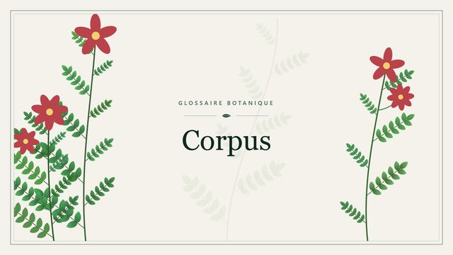 Corpus : les bases de la théorie tunica-corpus Illustration botanique stylisée du terme « Corpus » du glossaire