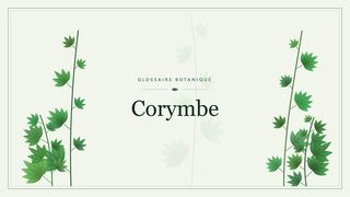 Illustration botanique stylisée du terme « Corymbe » du glossaire
