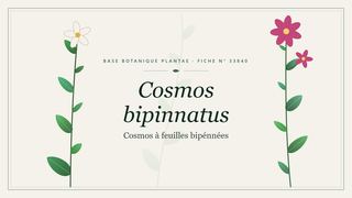 Planche botanique stylisée de Cosmos bipinnatus (Cosmos à feuilles bipénnées)