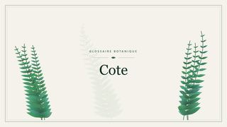Illustration botanique stylisée du terme « Cote » du glossaire