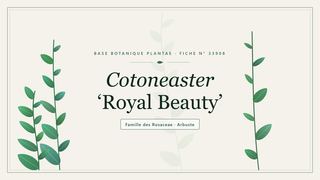 Planche botanique stylisée de Cotoneaster ‘Royal Beauty’, famille des Rosaceae
