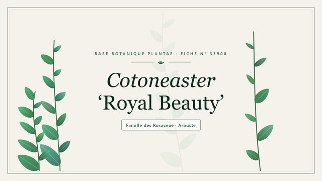 Cotonéaster pleureur 'Royal Beauty' : description, usages et entretien Planche botanique stylisée de Cotoneaster ‘Royal Beauty’, famille des Rosaceae