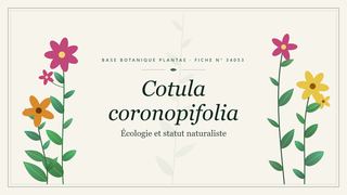 Planche botanique stylisée de Cotula coronopifolia (Écologie et statut naturaliste)
