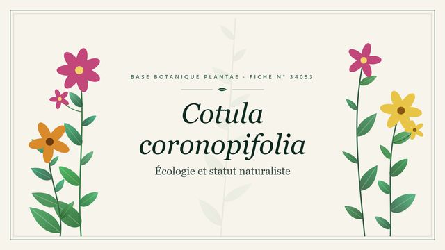 Cotula coronopifolia : les bases Planche botanique stylisée de Cotula coronopifolia (Écologie et statut naturaliste)