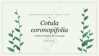 Planche botanique stylisée de Cotula coronopifolia (Cotule à feuilles de coronope)