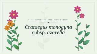 Planche botanique stylisée de Crataegus monogyna subsp. azarella
