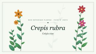 Planche botanique stylisée de Crepis rubra (Crépis rose)