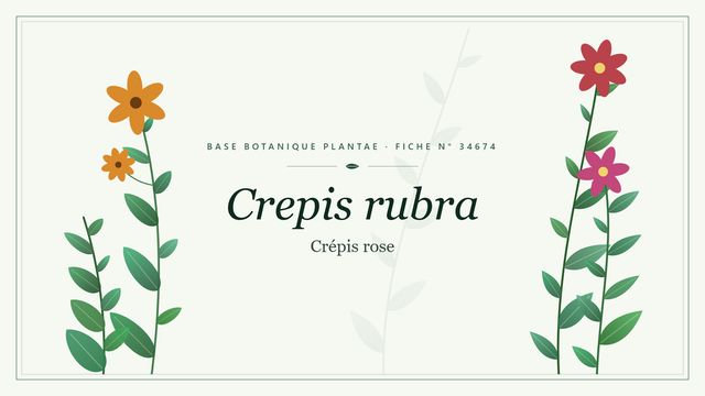 Crepis rubra : décryptage Planche botanique stylisée de Crepis rubra (Crépis rose)