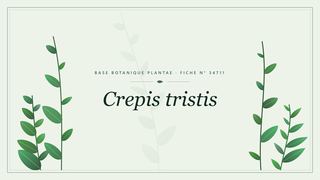 Planche botanique stylisée de Crepis tristis