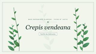 Planche botanique stylisée de Crepis vendeana, famille des Astéracées