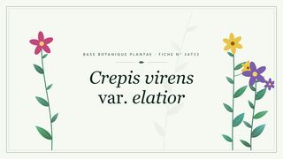 Planche botanique stylisée de Crepis virens var. elatior