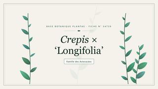 Planche botanique stylisée de Crepis × ‘Longifolia’, famille des Asteracées