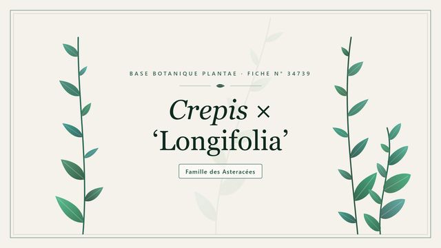 Crepis × longifolia : reconnaître une crépide hybride Planche botanique stylisée de Crepis × ‘Longifolia’, famille des Asteracées