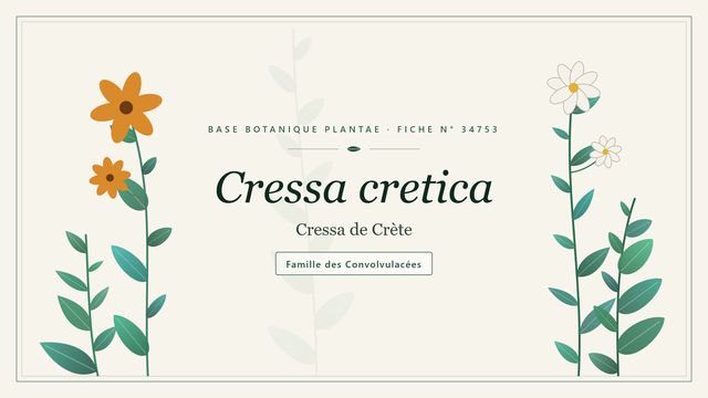 Cressa cretica : conseils et analyse Planche botanique stylisée de Cressa cretica (Cressa de Crète), famille des Convolvulacées