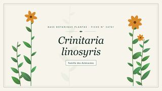 Planche botanique stylisée de Crinitaria linosyris, famille des Astéracées