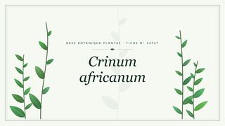 Planche botanique stylisée de Crinum africanum