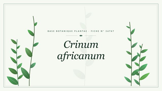 Crinum africanum : fiche descriptive et taxonomie Planche botanique stylisée de Crinum africanum