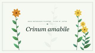 Planche botanique stylisée de Crinum amabile