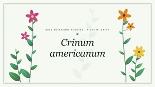 Planche botanique stylisée de Crinum americanum